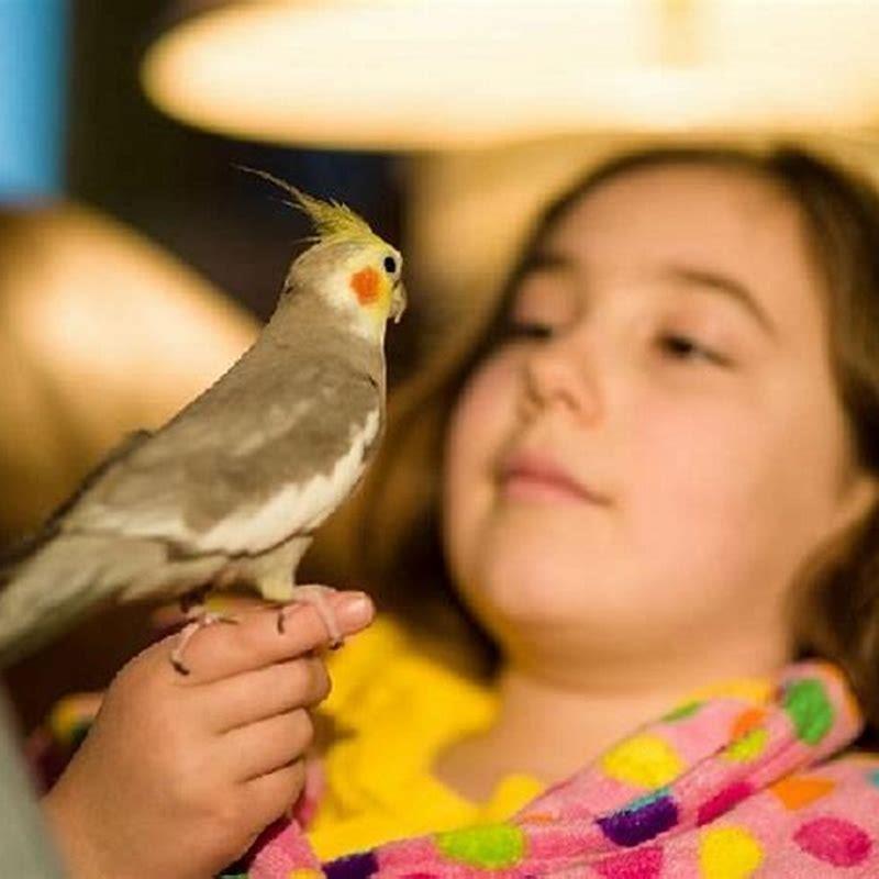 Are cockatiels good pets for beginners? DIY Seattle