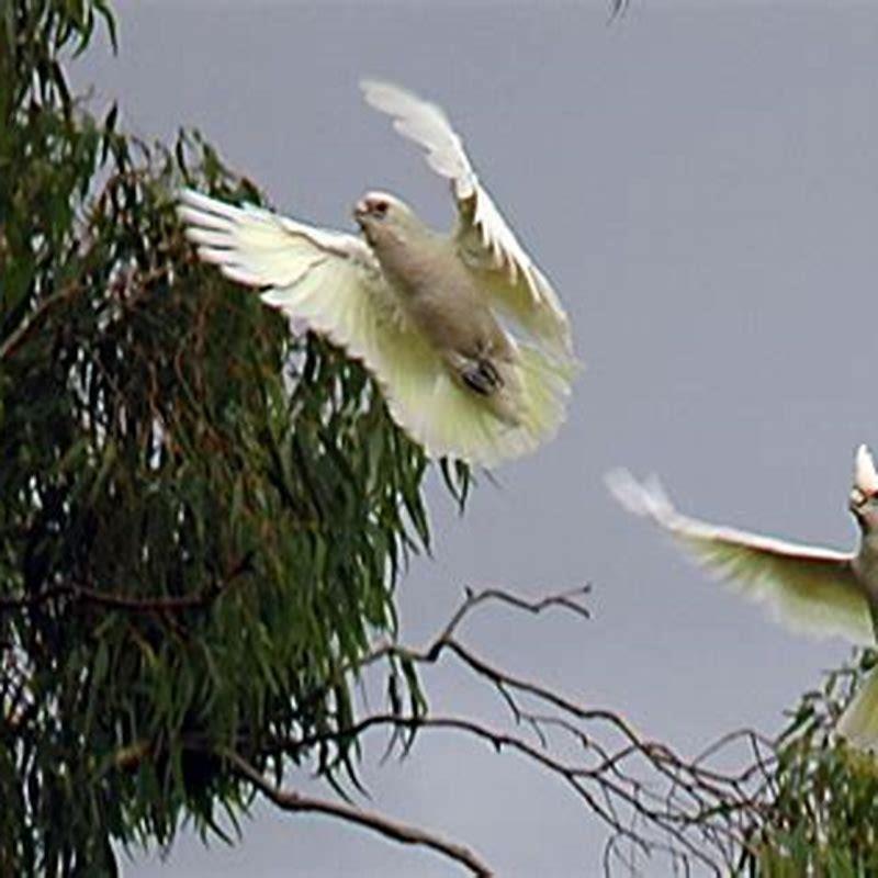 Are corellas friendly?