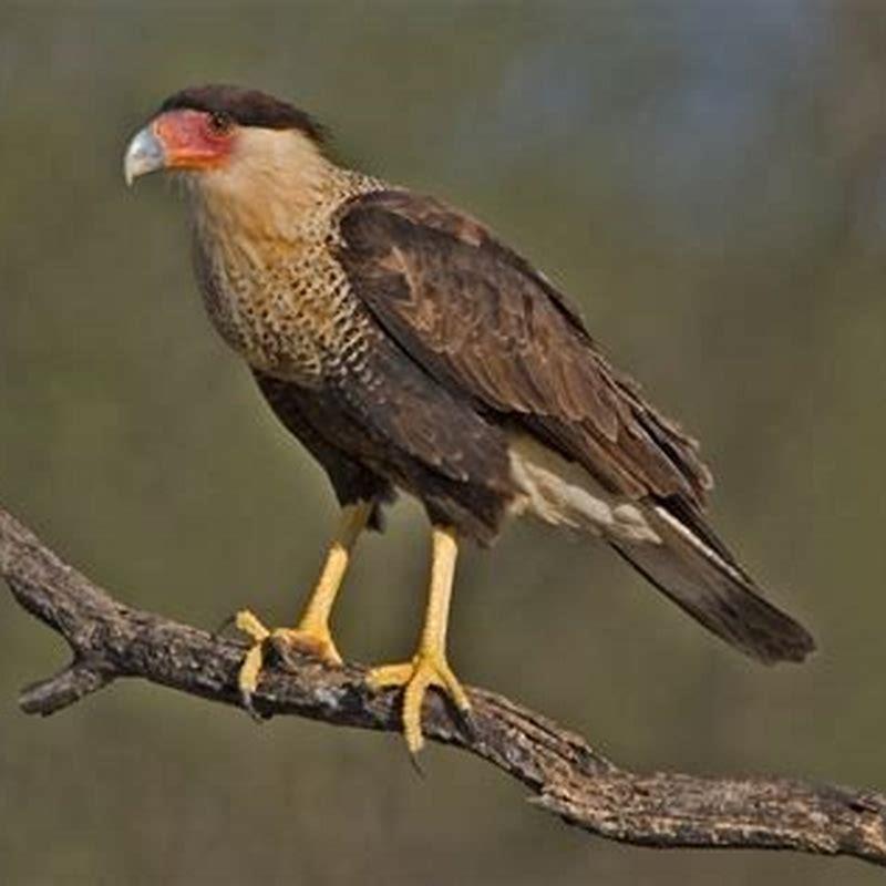 Are crested Caracaras rare? - DIY Seattle