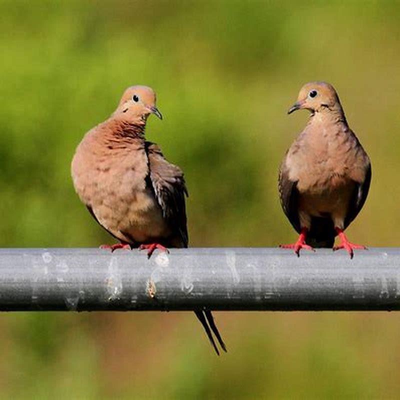Are doves a real bird?