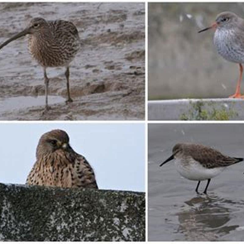 Are Dunlins endangered?