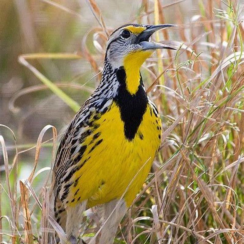Are eastern meadowlarks rare?