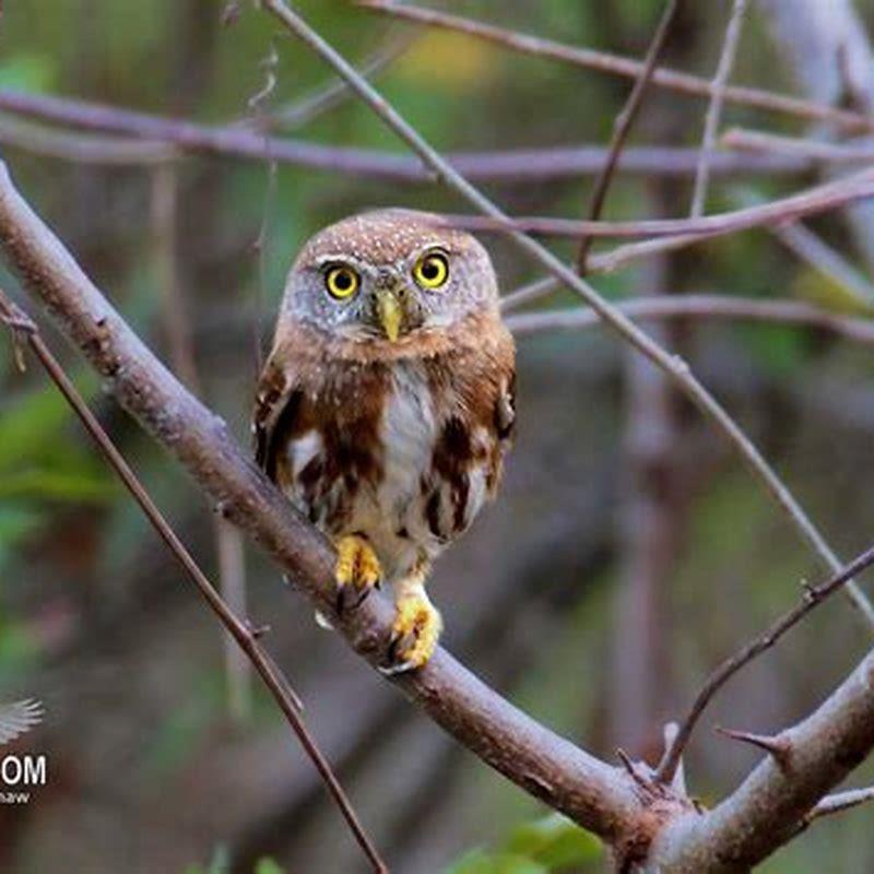 Are elf owls and pygmy owls the same?