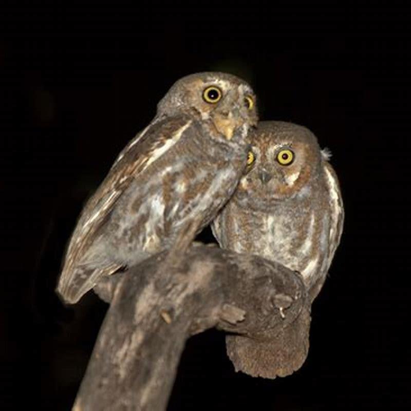 Are elf owls friendly?