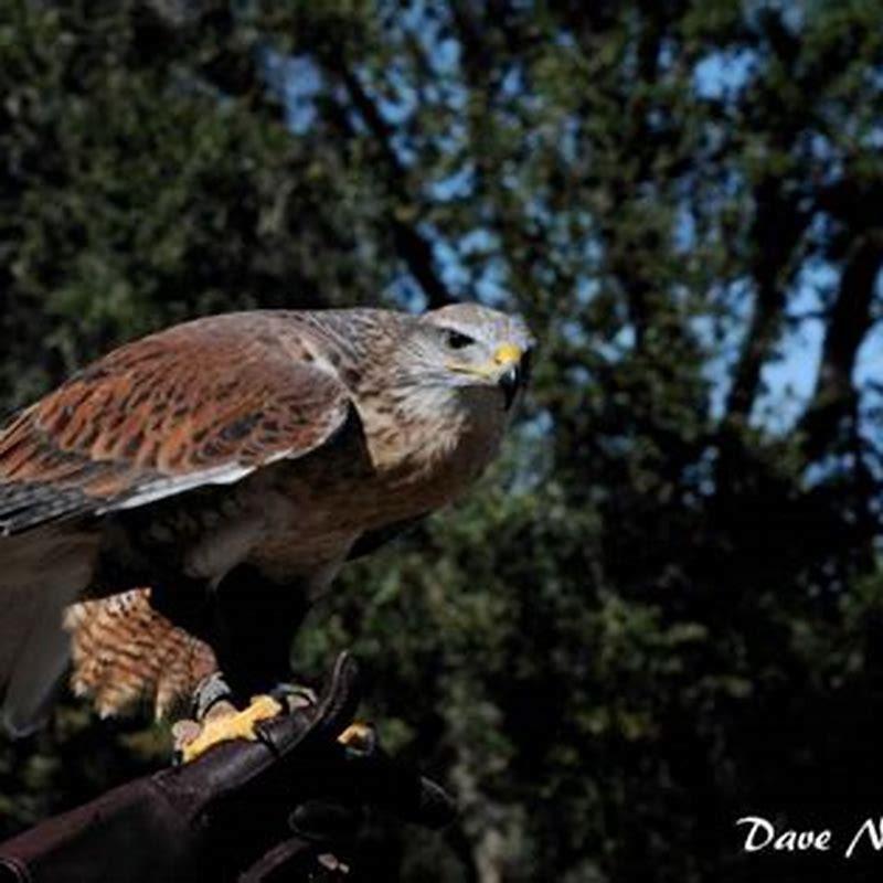 Are Ferruginous Hawks rare?