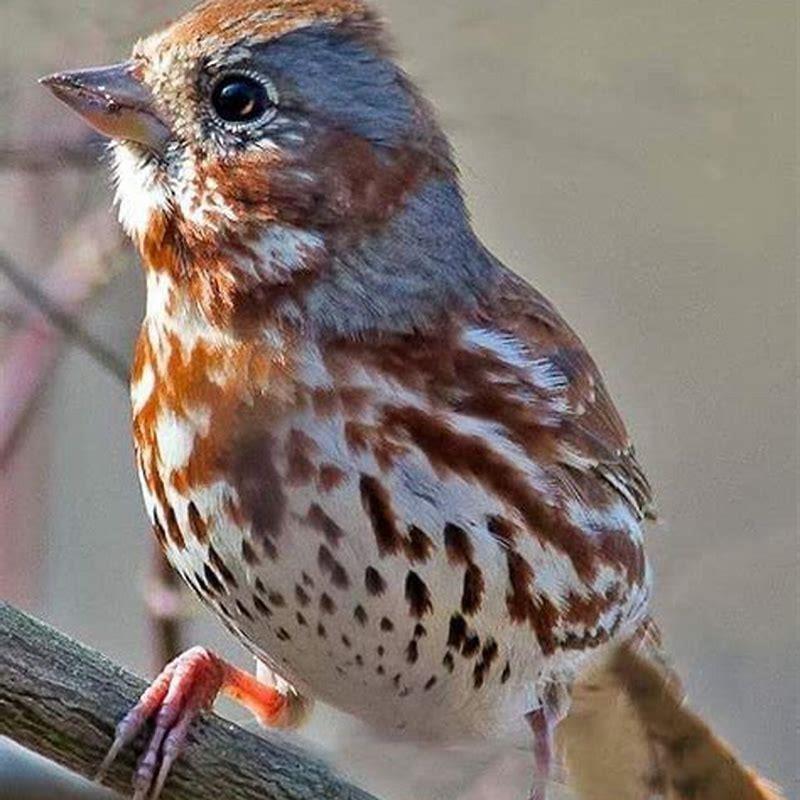 Are Fox Sparrows rare?