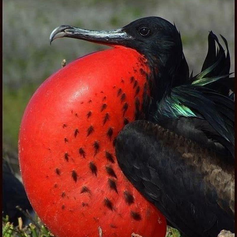 Are frigate birds extinct?