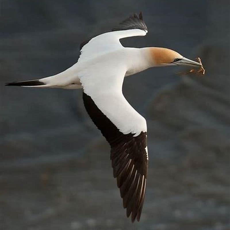 Are gannets birds of prey?
