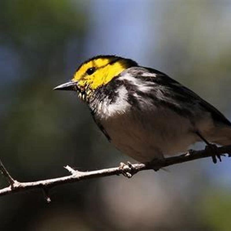 Are Golden-cheeked Warbler still endangered?