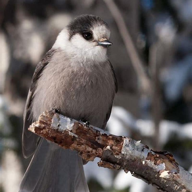 Are Gray Jays friendly?