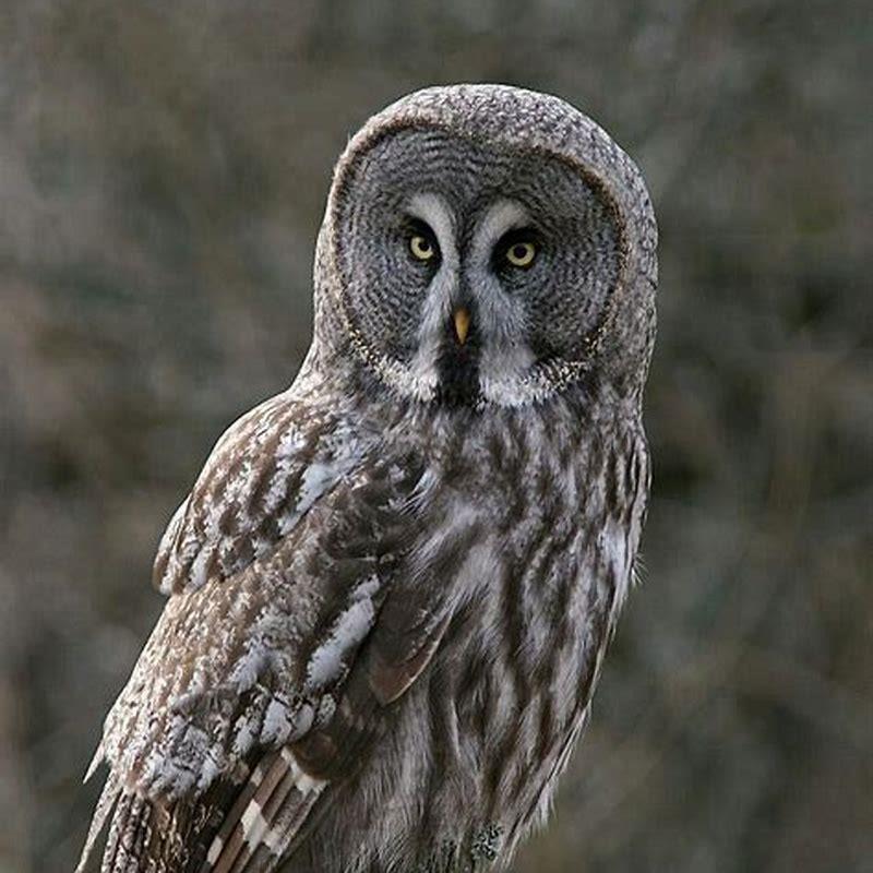 Are great grey owls endangered?