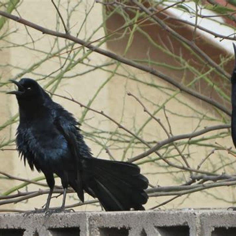 are-great-tailed-grackles-rare-diy-seattle