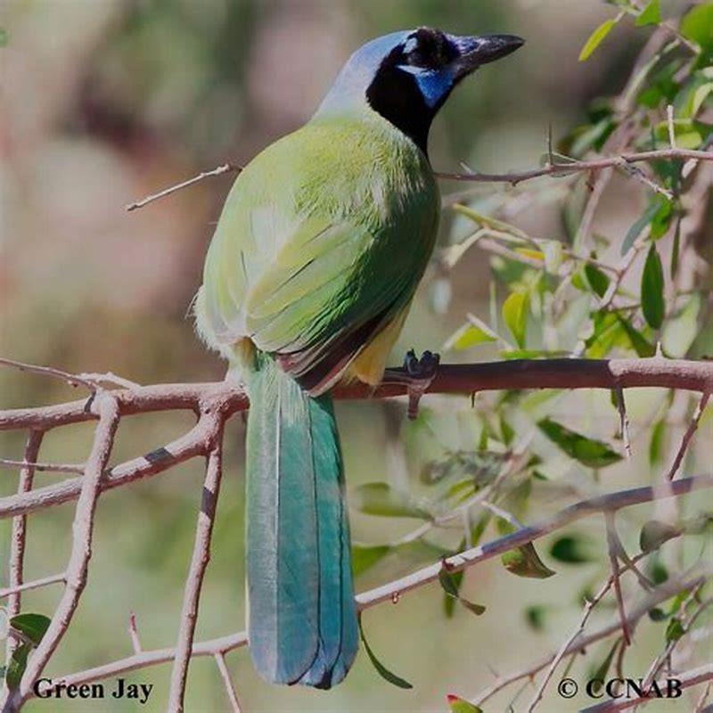 Are green jays endangered?