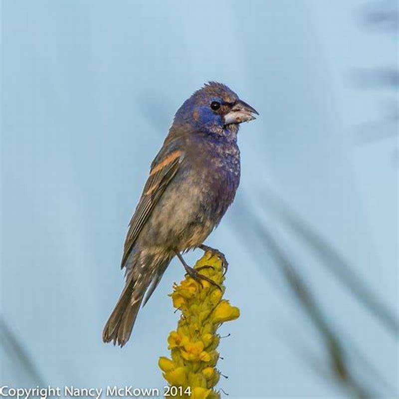 Are grosbeaks rare?
