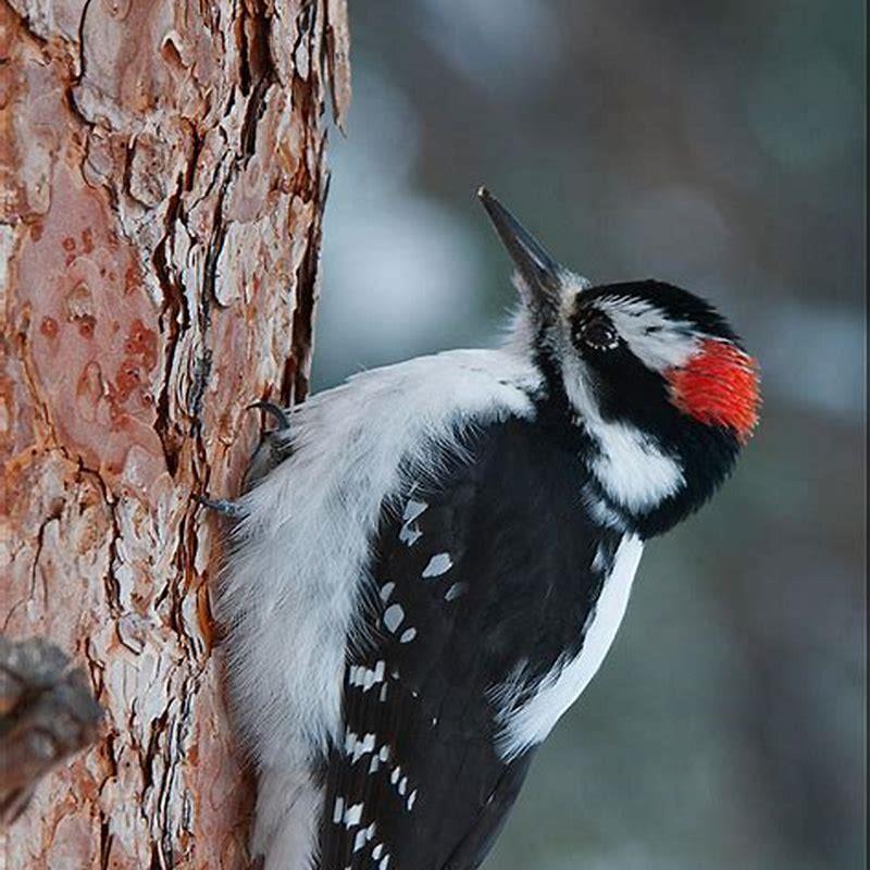 Are hairy woodpeckers aggressive?