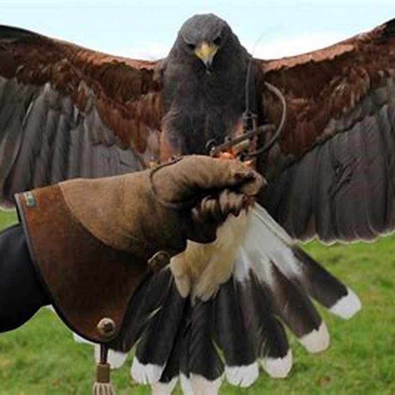 Are Harris hawks scavengers?