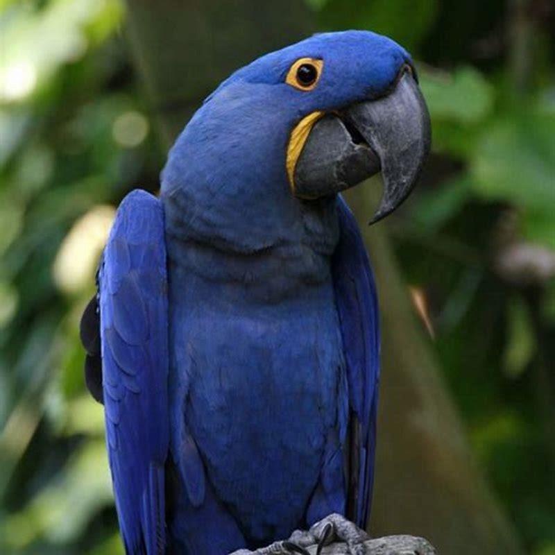 Are hyacinth macaws expensive?