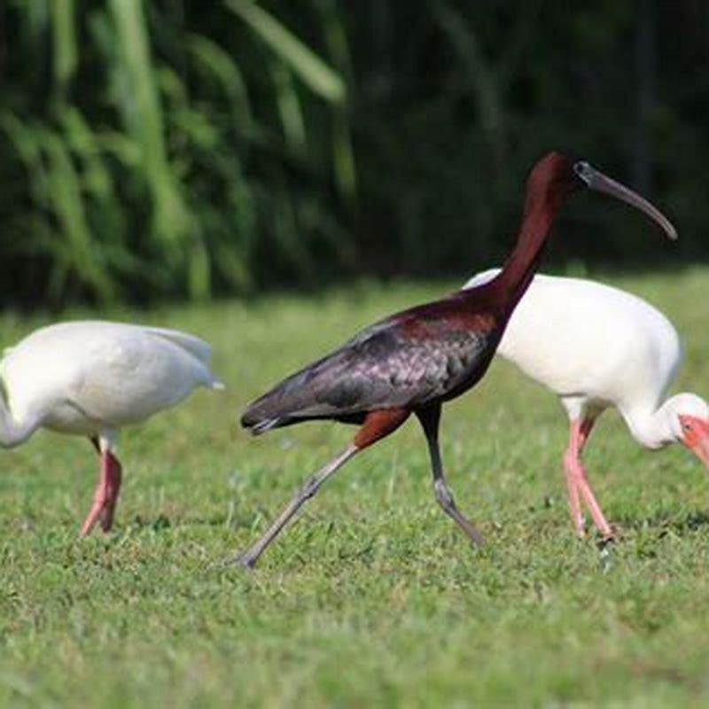 Are ibis good for lawn?
