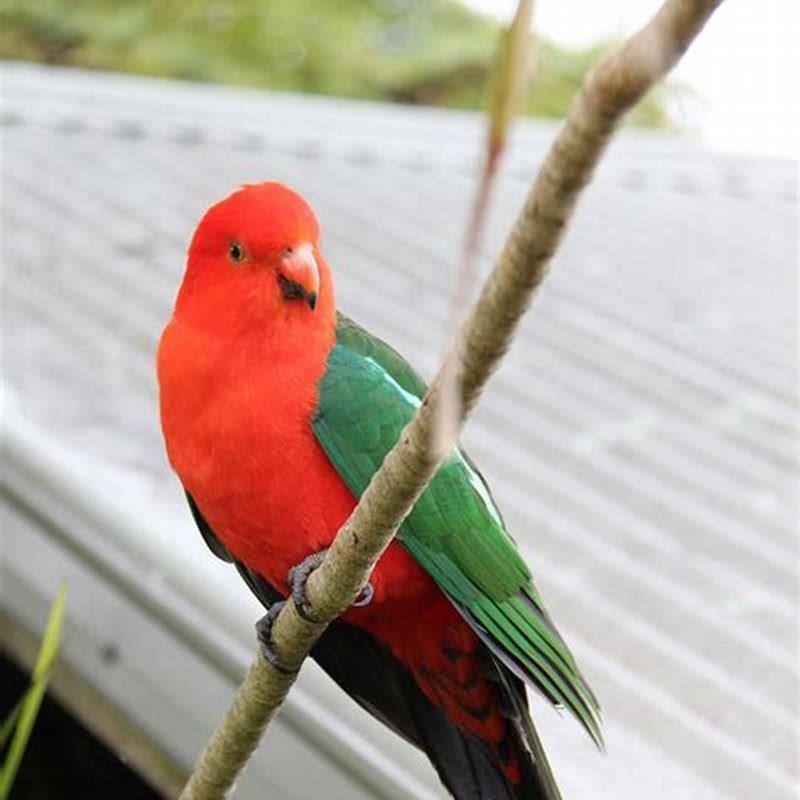 Are king parrots social?
