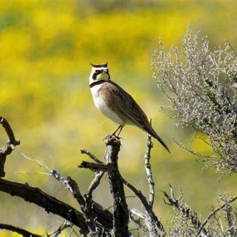 Are larks predators?