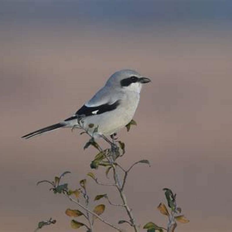 Are loggerhead shrikes rare?