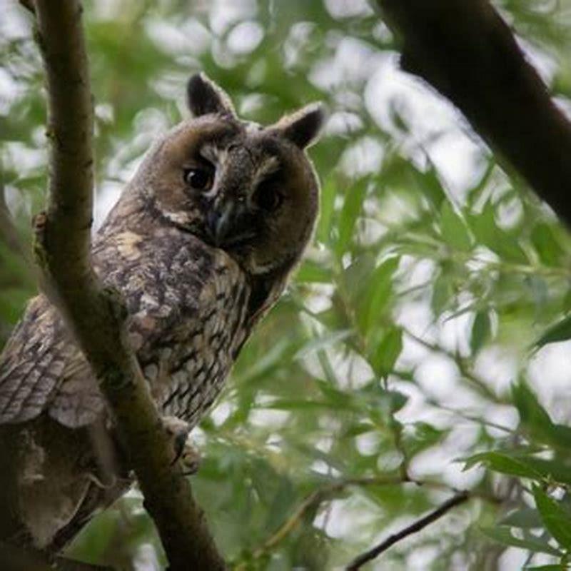 Are Long Eared Owl Carnivores 