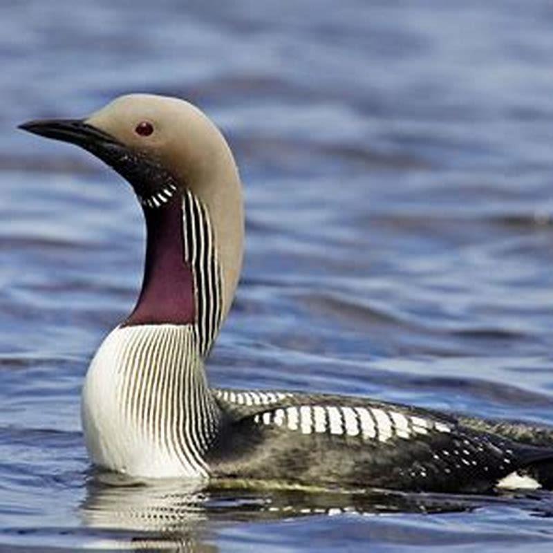 Are loons in the Arctic?