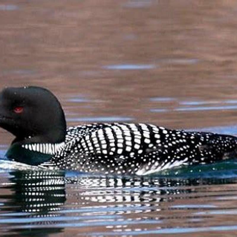 Are loons poisonous? - DIY Seattle