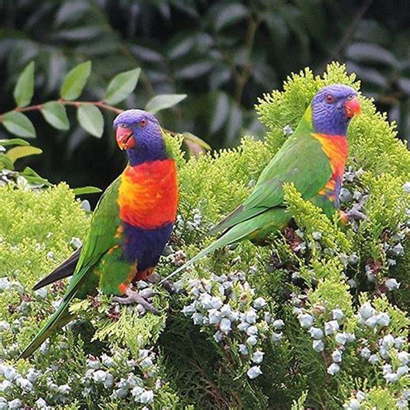 Are lorikeets aggressive?