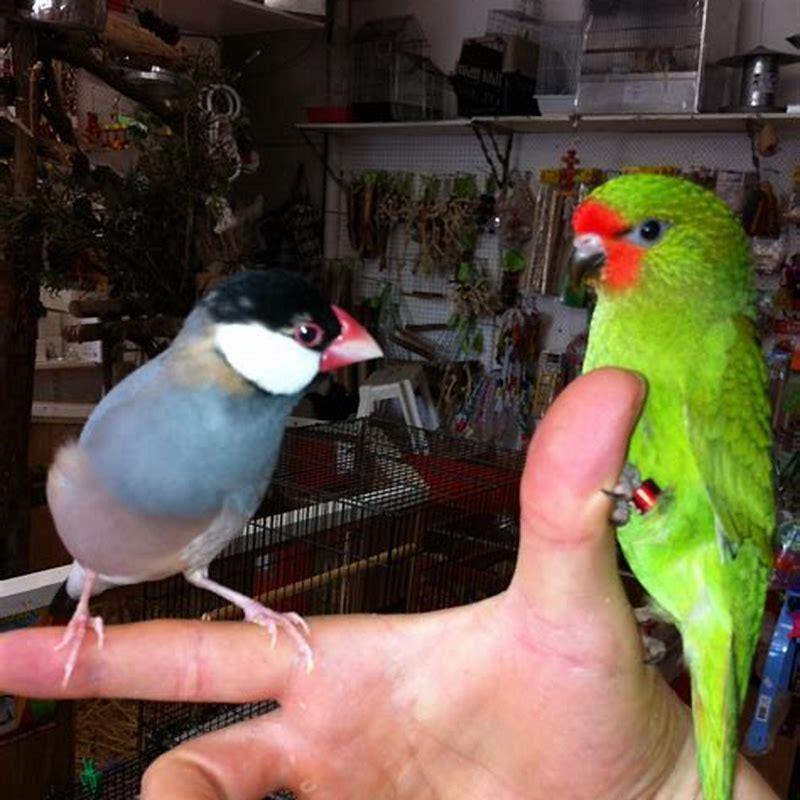 Are lorikeets good beginner pets? DIY Seattle