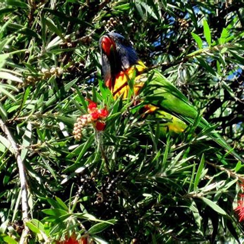 are-lorikeets-part-of-the-parrot-family-diy-seattle