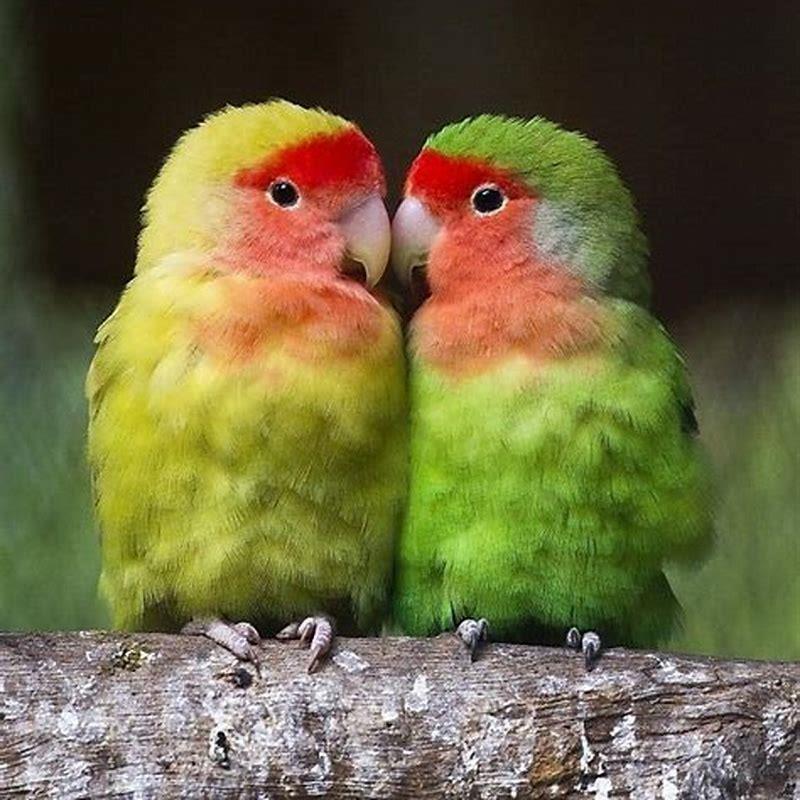 Are lovebirds good first birds? - DIY Seattle