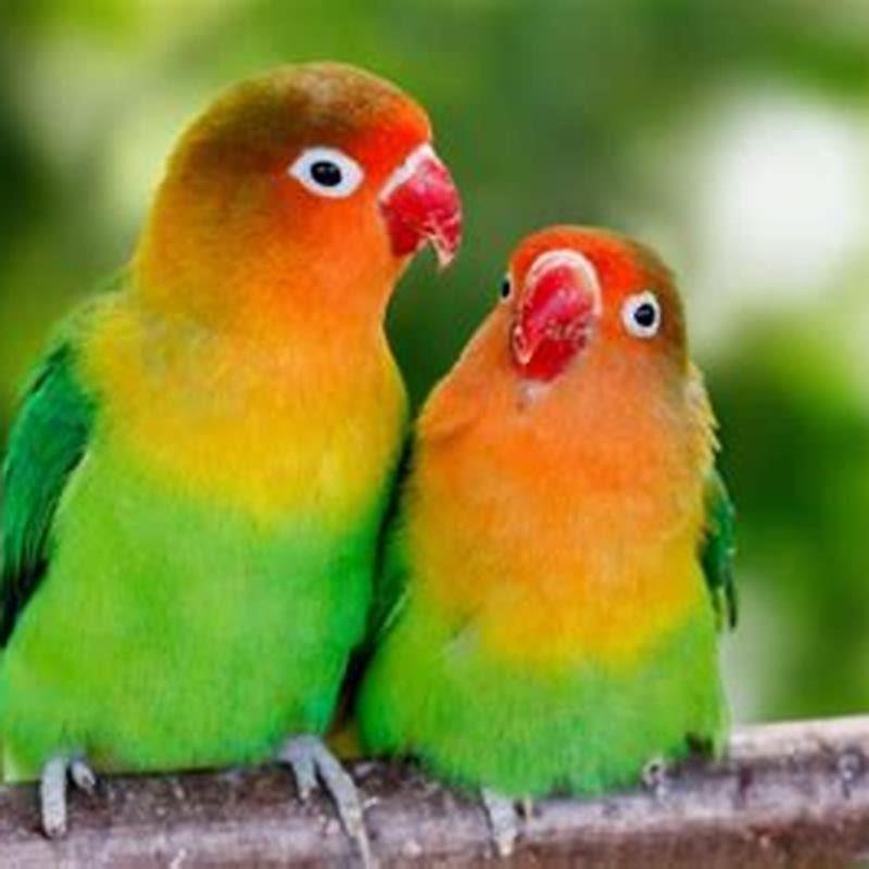 Are lovebirds good pets for beginners? - DIY Seattle