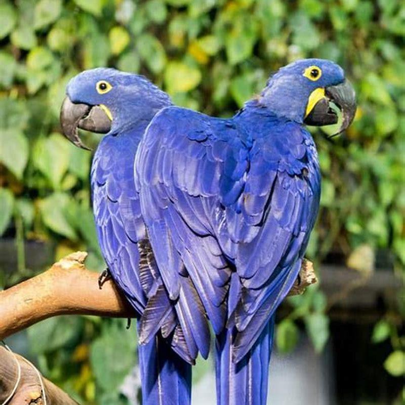 are-macaws-always-loud-diy-seattle