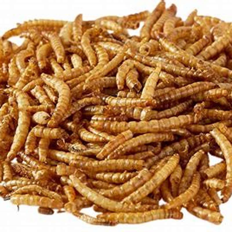 Are Dried Mealworms Harmful To Dogs