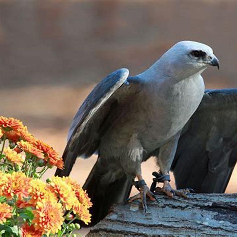Are Mississippi kites aggressive?