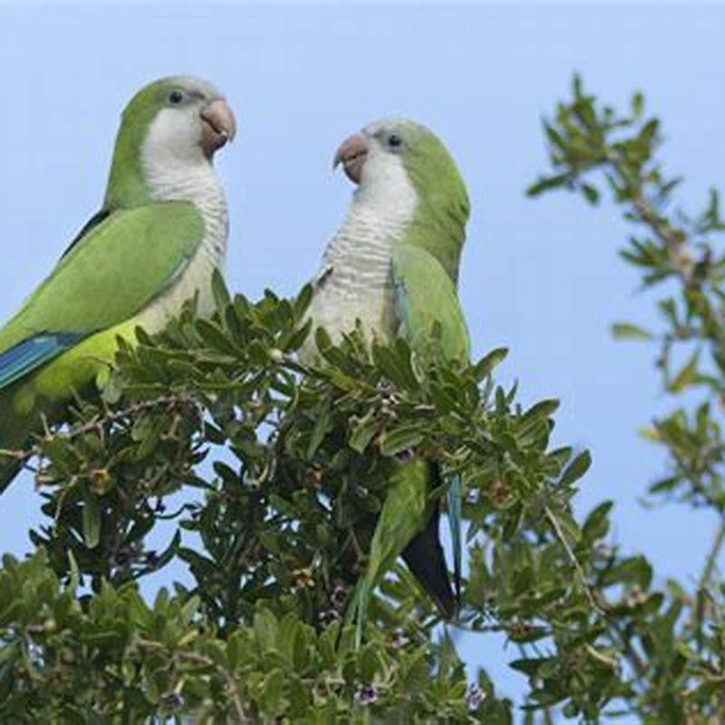 Are Monk and quaker parakeets the same?