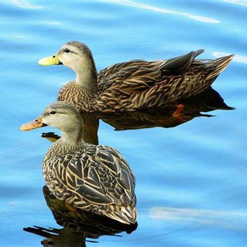 Are mottled ducks territorial?