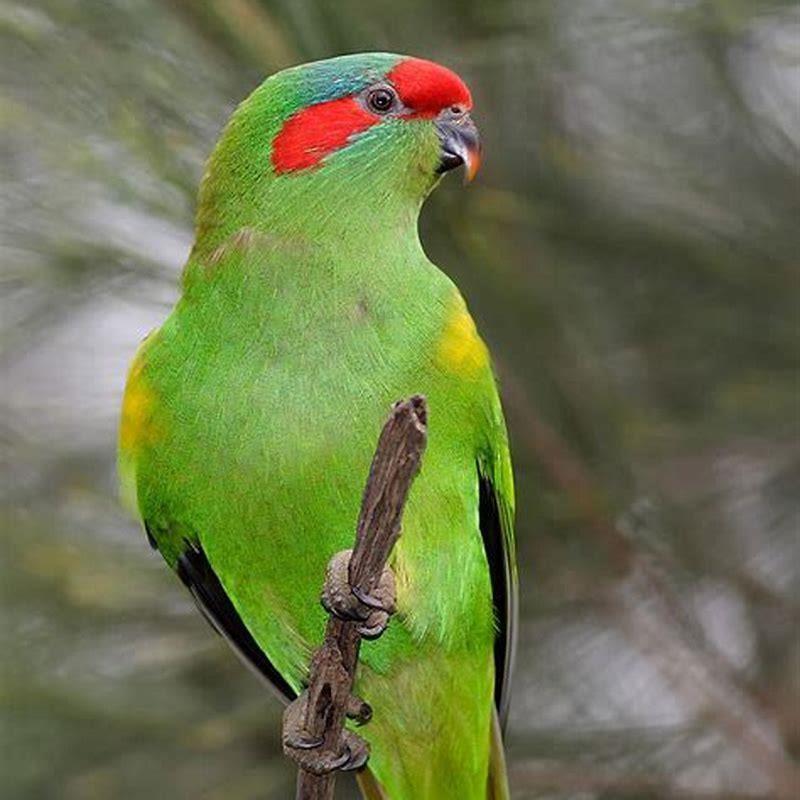 Are musk lorikeets endangered?