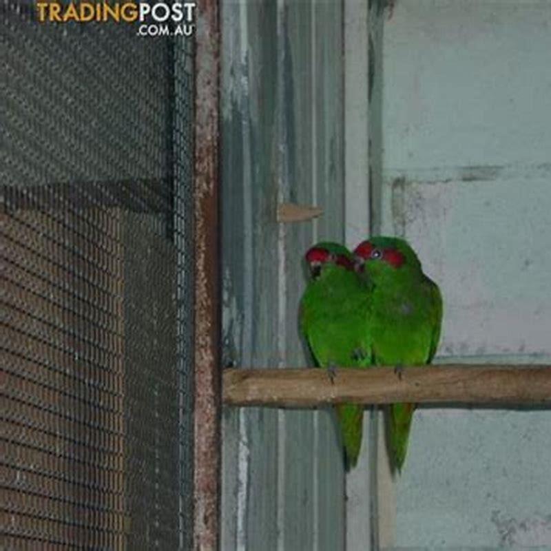 Are musk lorikeets good pets?
