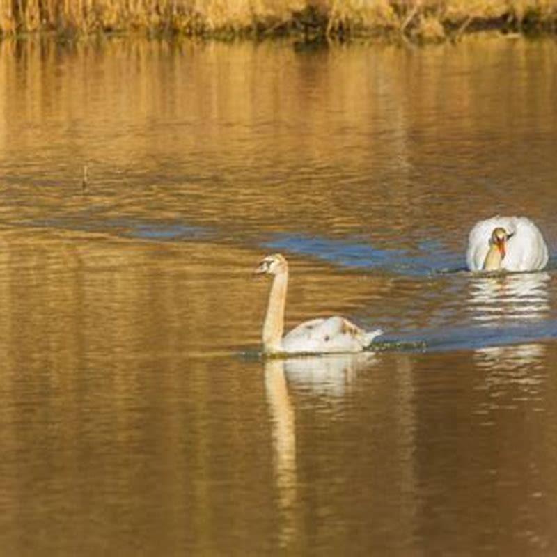 Are mute swans really mute?