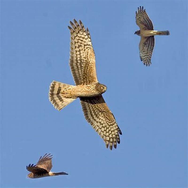 Are northern harriers rare?