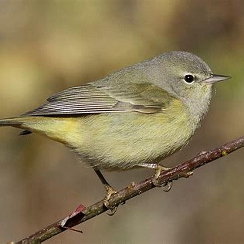 Are Orange-crowned Warblers rare?
