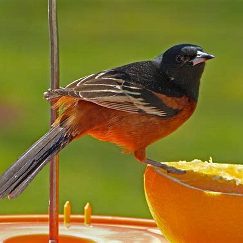 are-orchard-orioles-rare-diy-seattle