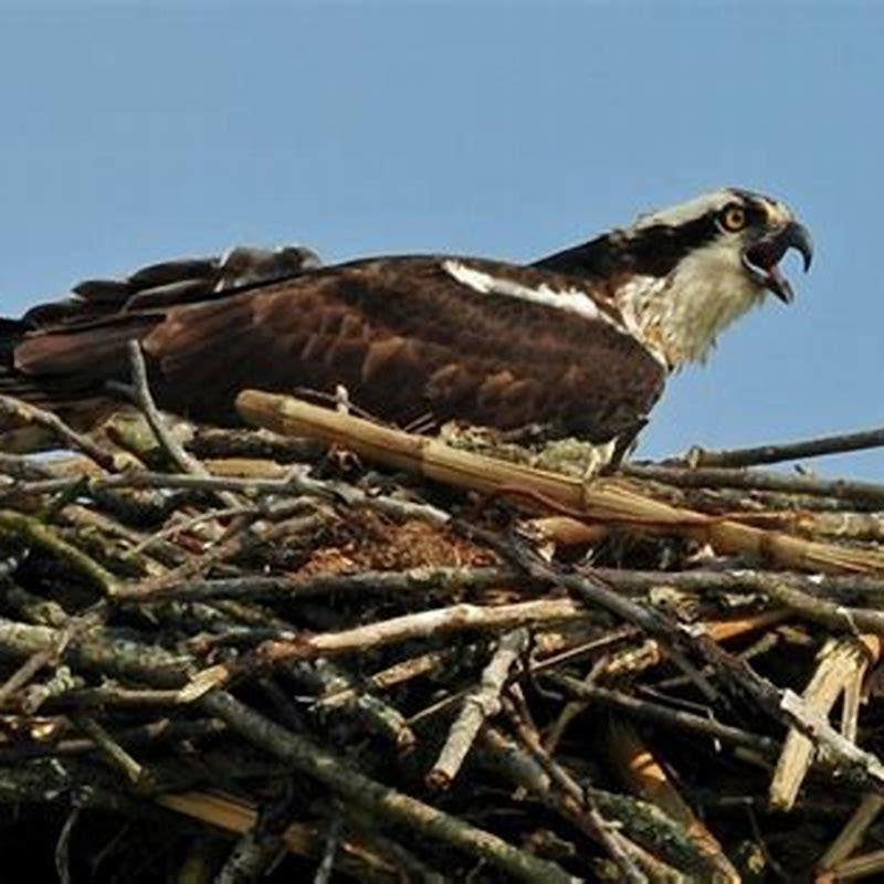 are-ospreys-rare-uk-diy-seattle