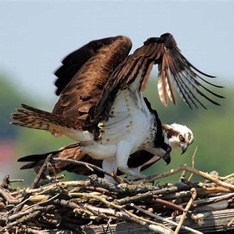 Are ospreys rare? - DIY Seattle