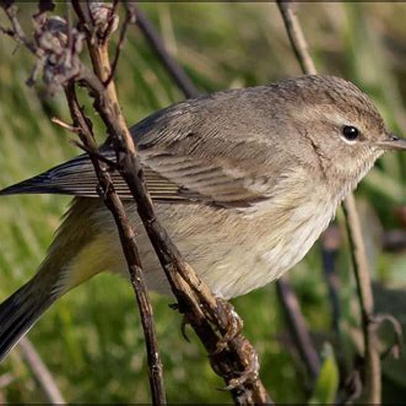 Are Palm Warblers rare?