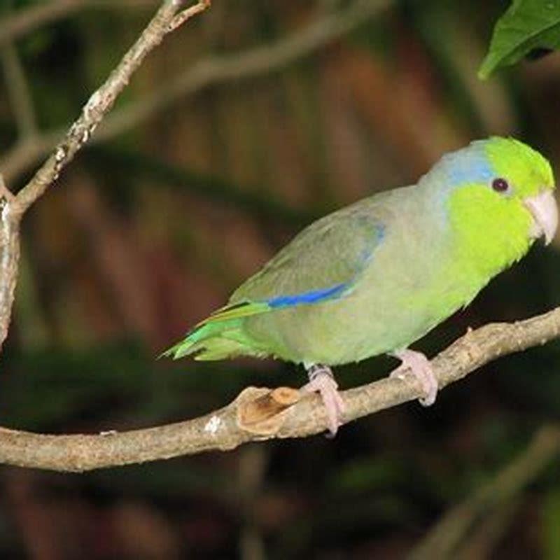Are parrotlets destructive?