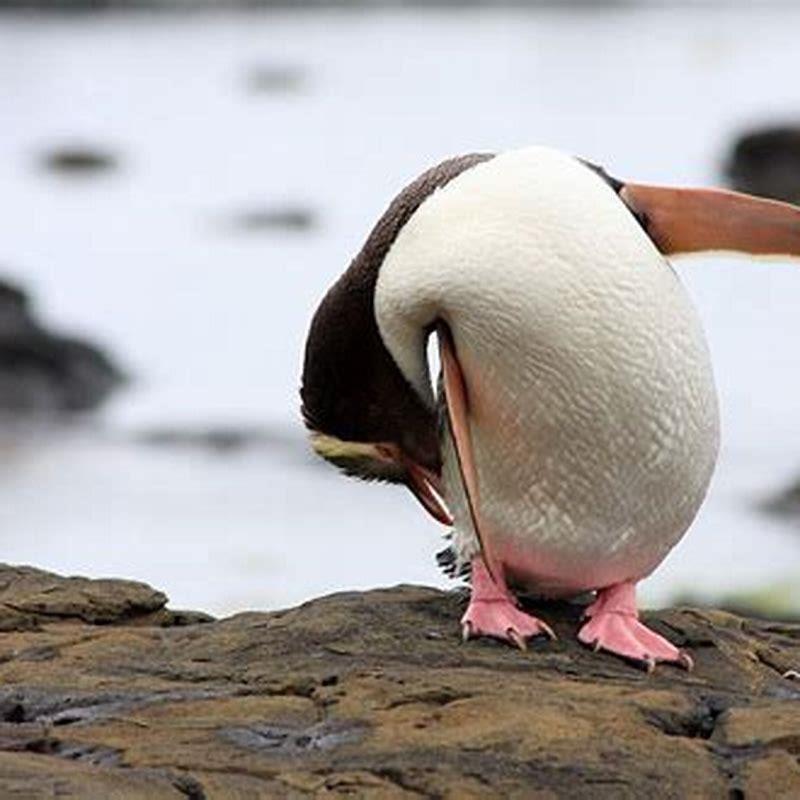 Are penguins the only birds that can’t fly?