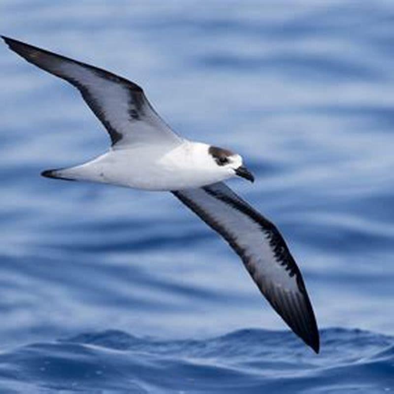Are petrels endangered?